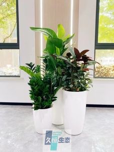 新昌写字楼办公室公共区域走道绿植租摆高中低搭配
