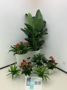 新昌办公室花卉绿植租摆简约组合